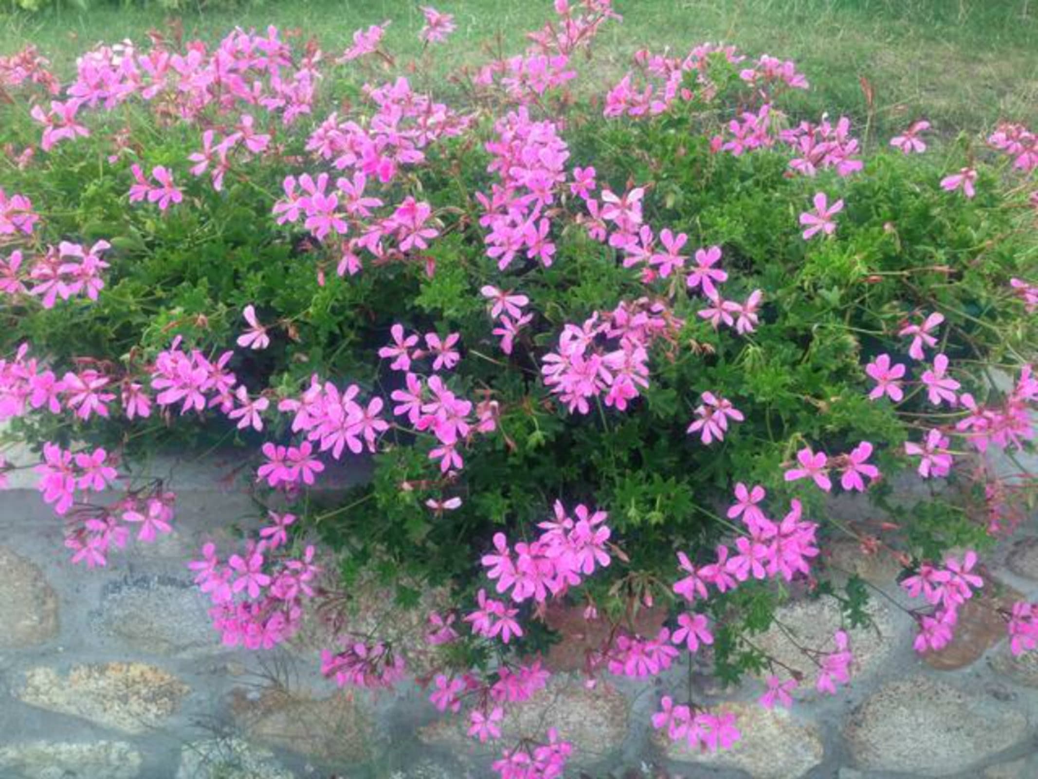 Kwiatków wokół mamy sporo